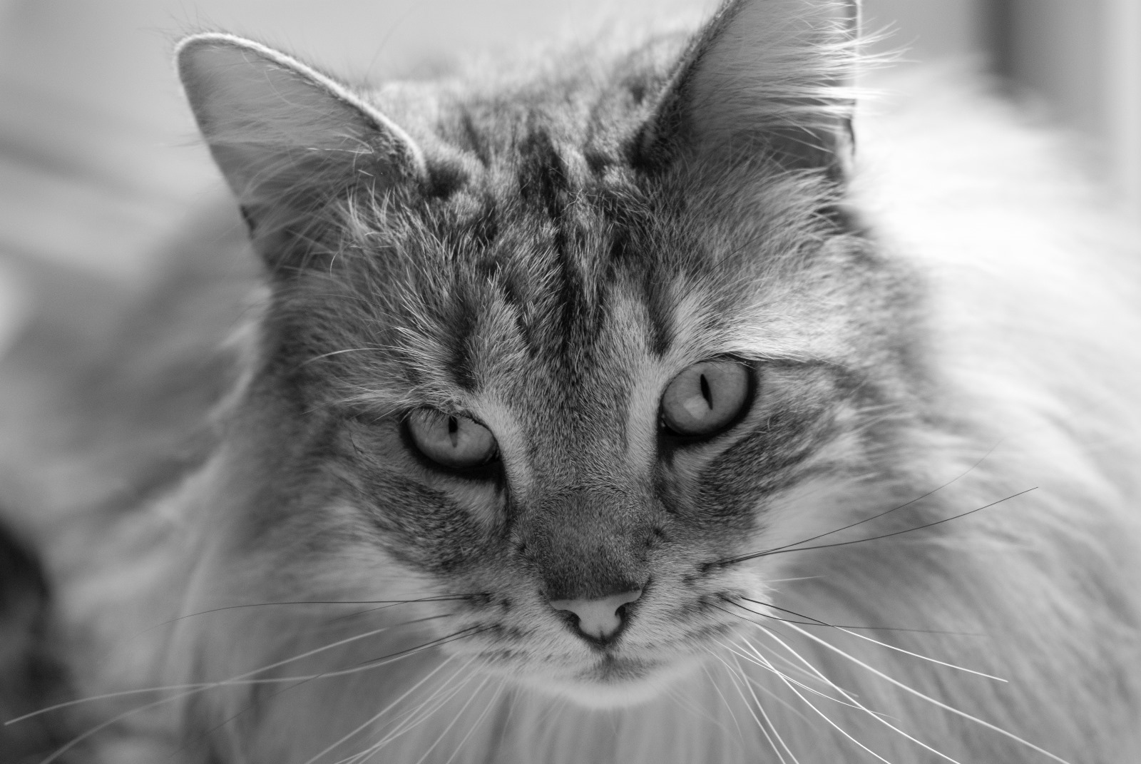 the face of a norwegian forest cat in close up. the image is in black and white.